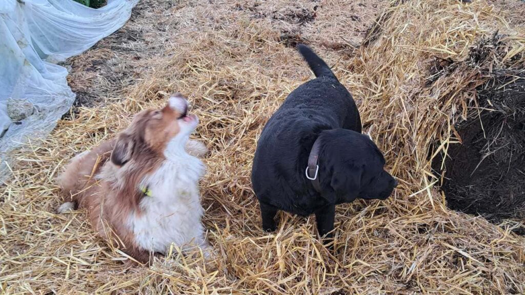 Pension de chiens familiale, à Moret Loing et Orvanne, ma Prune et Sammy se disputent le ballon dans la paille-8