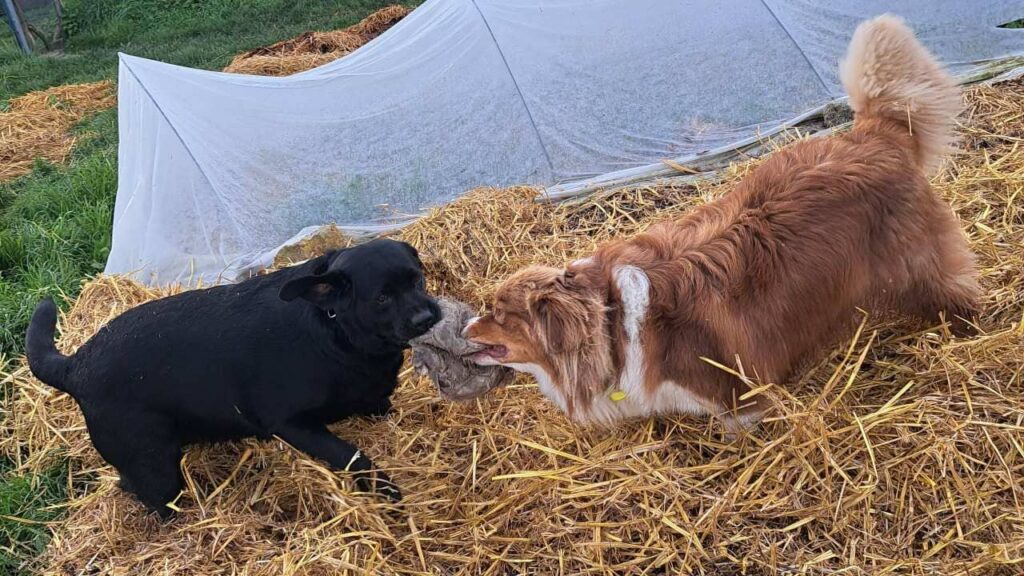 Pension de chiens familiale, à Moret Loing et Orvanne, ma Prune et Sammy se disputent le ballon dans la paille-3