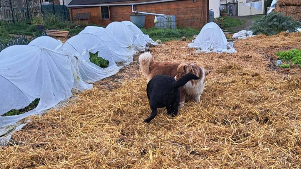 pension canine familiale à Orvanne, ma Prune et Sammy se disputent le ballon dans la paille-2