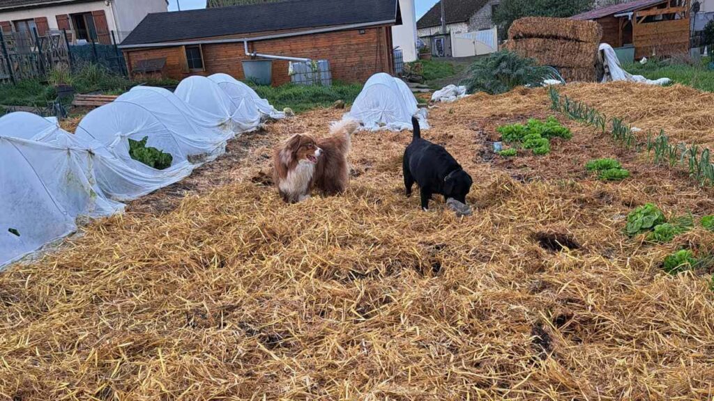 pension canine familiale à Orvanne, ma Prune et Sammy se disputent le ballon dans la paille-1