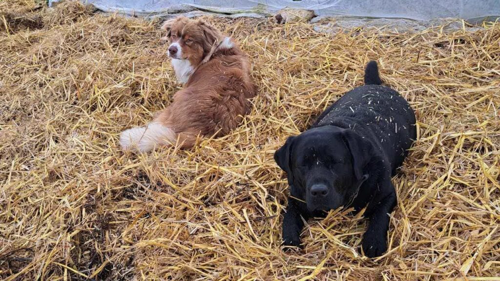 Pension de chiens familiale, à Moret Loing et Orvanne, ma Prune et Sammy se disputent le ballon dans la paille-7