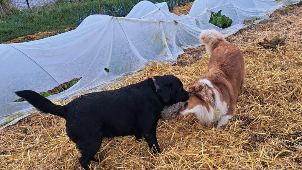 pension canine familiale à Orvanne, ma Prune et Sammy se disputent le ballon dans la paille-5