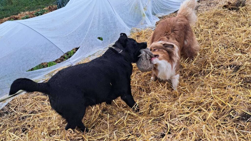 Pension de chiens familiale, à Moret Loing et Orvanne, ma Prune et Sammy se disputent le ballon dans la paille-6