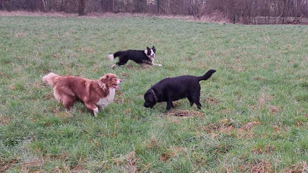 ballade de chiens aux environs d'Orvanne, Snow gagne le bâton et se roule-3