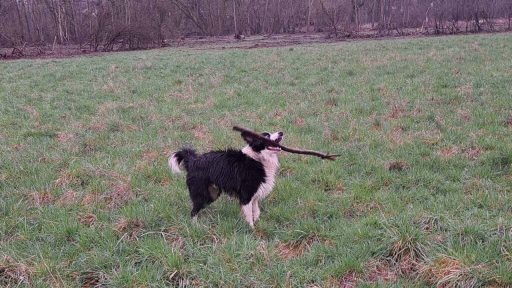 promenade canine aux environs d'Orvanne, Snow gagne le bâton et se roule-4