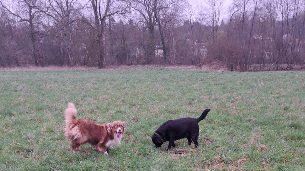 sortie de chiens aux environs d'Orvanne, Snow gagne le bâton et se roule-2