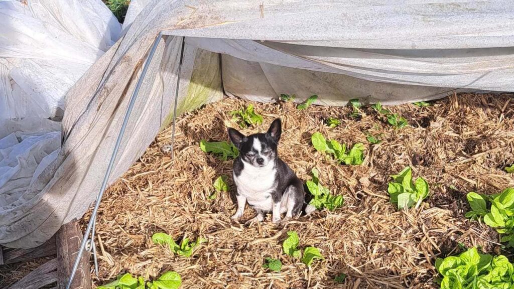 pension canine familiale à Orvanne, Lola prend le soleil dans mes salades, pas loin de moi