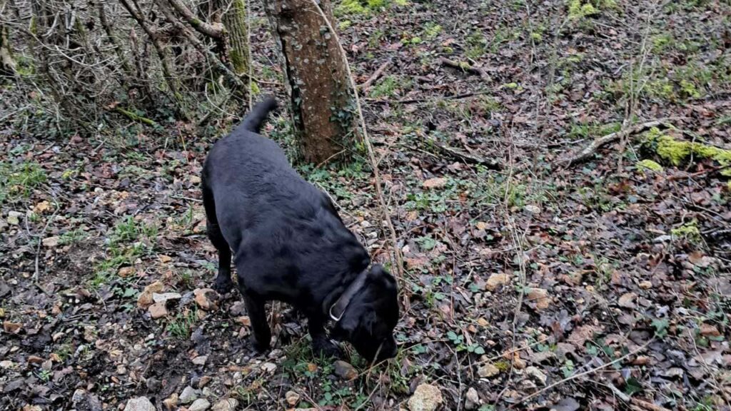 ballade de chiens aux environs d'Orvanne, la pluie cache beaucoup d'odeur