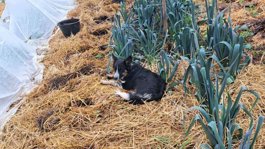 lors de la pension canine familiale, pause dans les poireaux