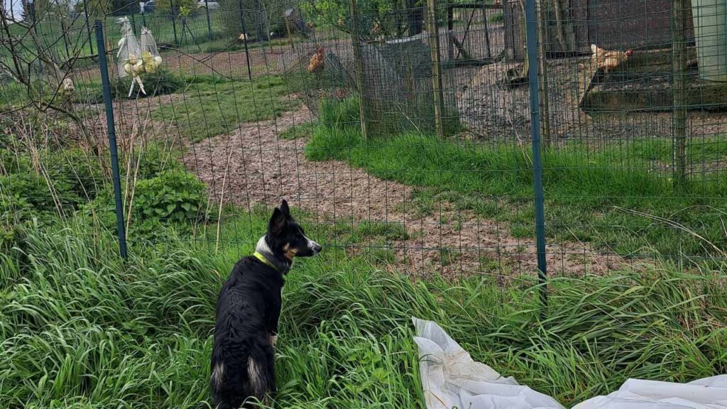 le jardinage continue à la pension pour chiens familiale d'Orvanne, Ulysse regarde les poules , dans le jardin voisin