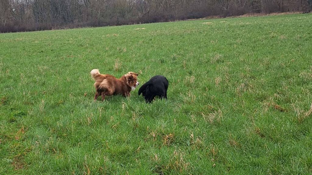 sortie de chiens aux environs d'Orvanne, ma Prune va gagner le bâton -1