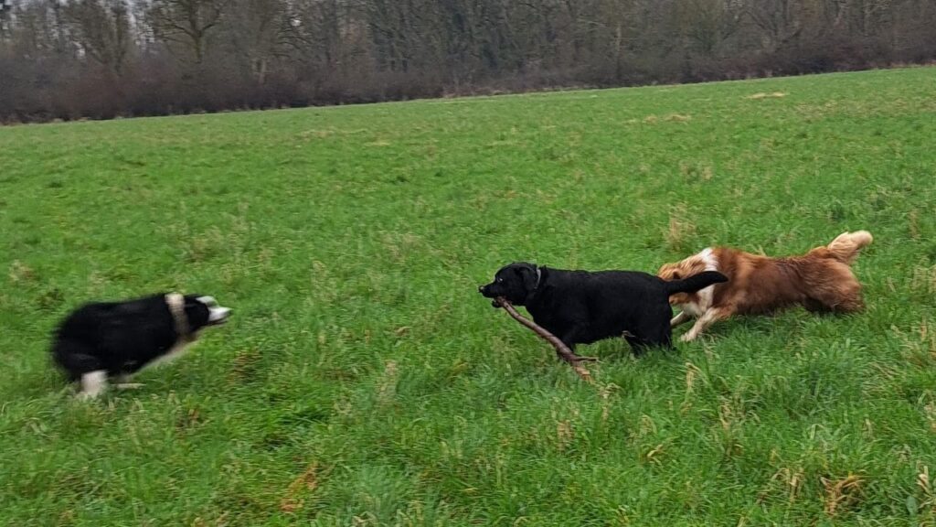 ballade de chiens aux environs d'Orvanne, ma Prune va gagner le bâton -2