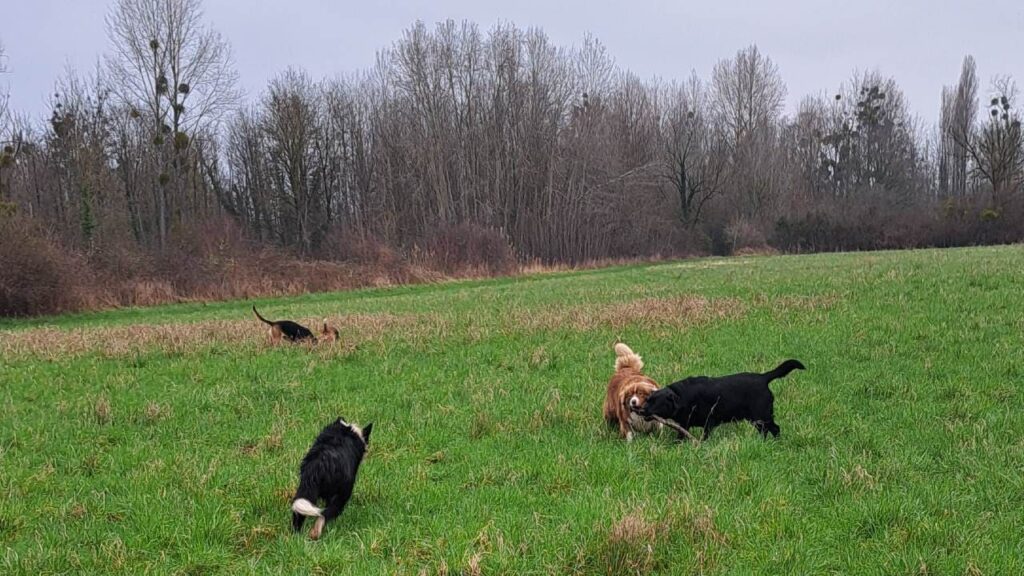 ballade de chiens aux environs d'Orvanne, ma Prune va gagner le bâton -3