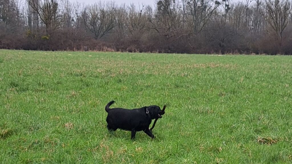 ballade de chiens aux environs d'Orvanne, ma Prune va gagner le bâton -4