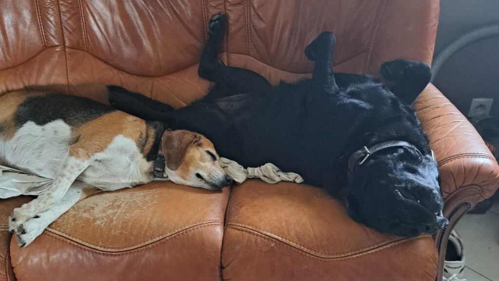 lors de la pension canine familiale, repos réparateur après le jeu