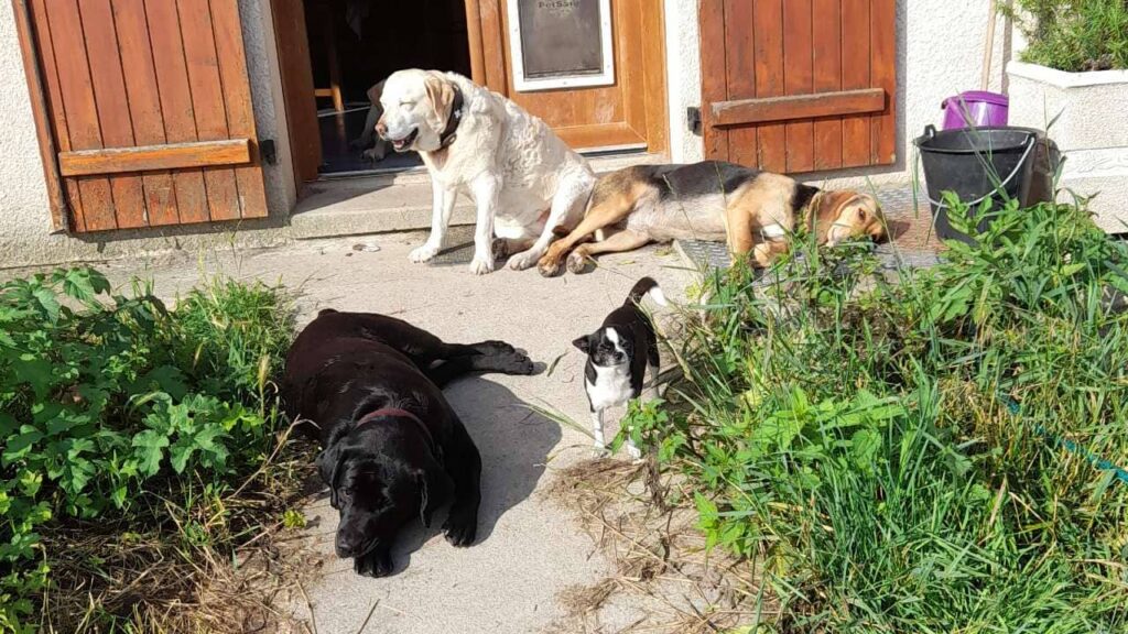 pension canine familiale à Orvanne, repos au soleil