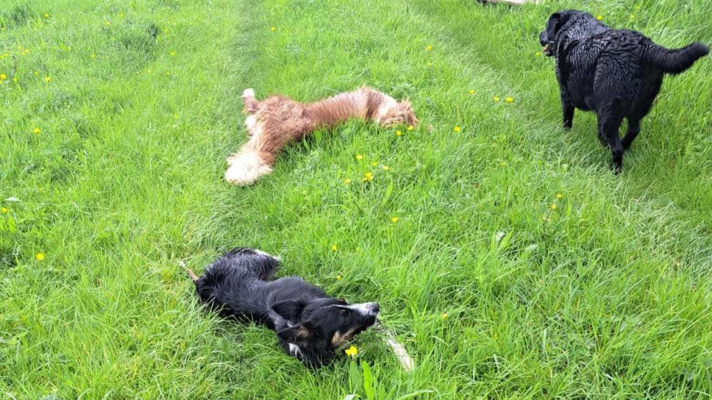 pendant la garde des chiens en famille à Orvanne, Sammy et Ulysse se roulent dans l'herbe avec délice