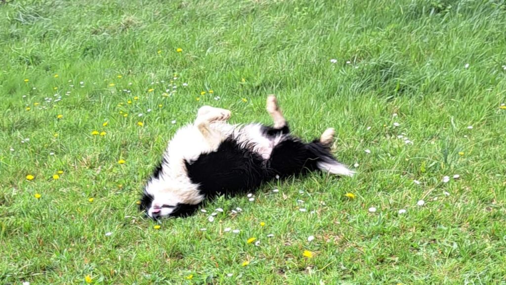 pendant la garde des chiens en famille à Orvanne, Snow se roule dans l'herbe avec délice aussi