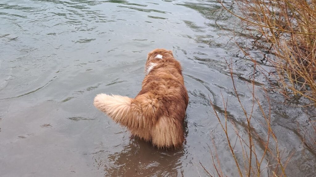 sortie de chiens aux environs d'Orvanne, Sammy attend que je lance le bâton