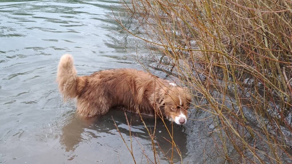 ballade de chiens aux environs d'Orvanne, Sammy attend que je lance le bâton va le chercher