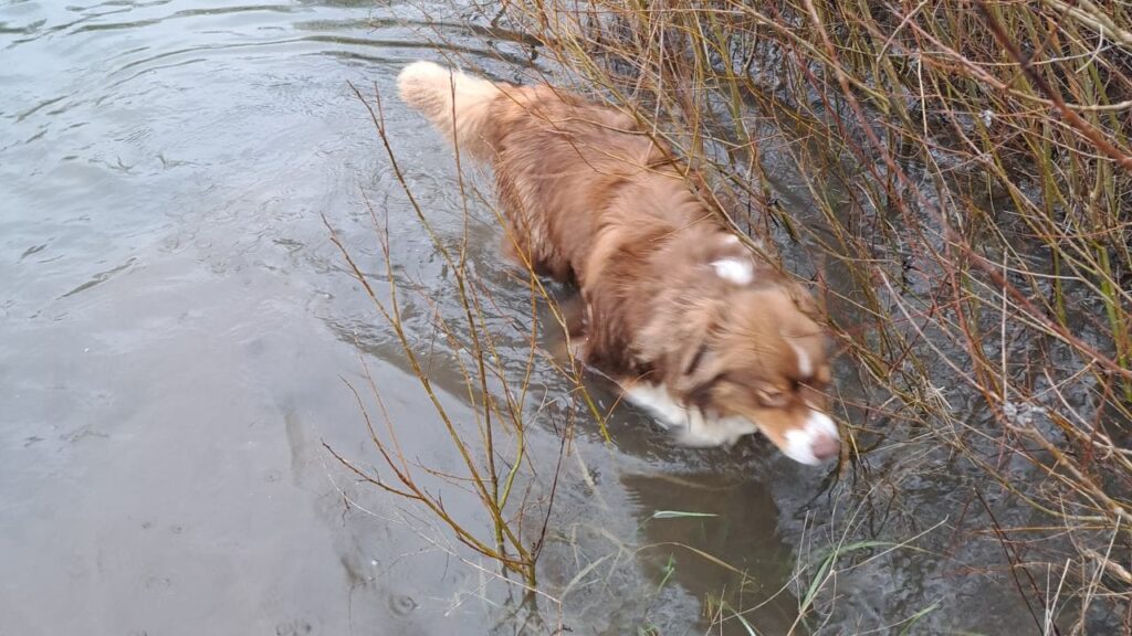 promenade canine aux environs d'Orvanne, Sammy attend que je lance le bâton va le chercher et ne le trouve pas