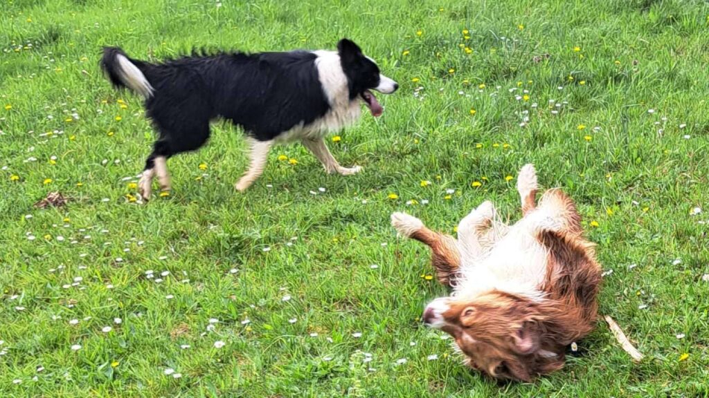 à la pension canine familiale d'Orvanne, Sammy se roule dans l'herbe avec délice