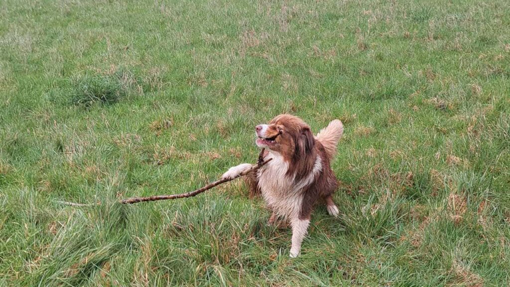 sortie de chiens aux environs d'Orvanne, Sammy gagne le bâton à son tour et le surveille