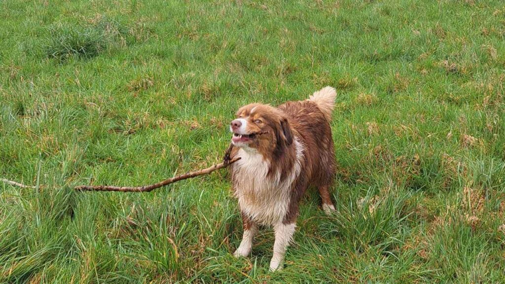 ballade de chiens aux environs d'Orvanne, Sammy gagne le bâton à son tour et le surveille attentivement