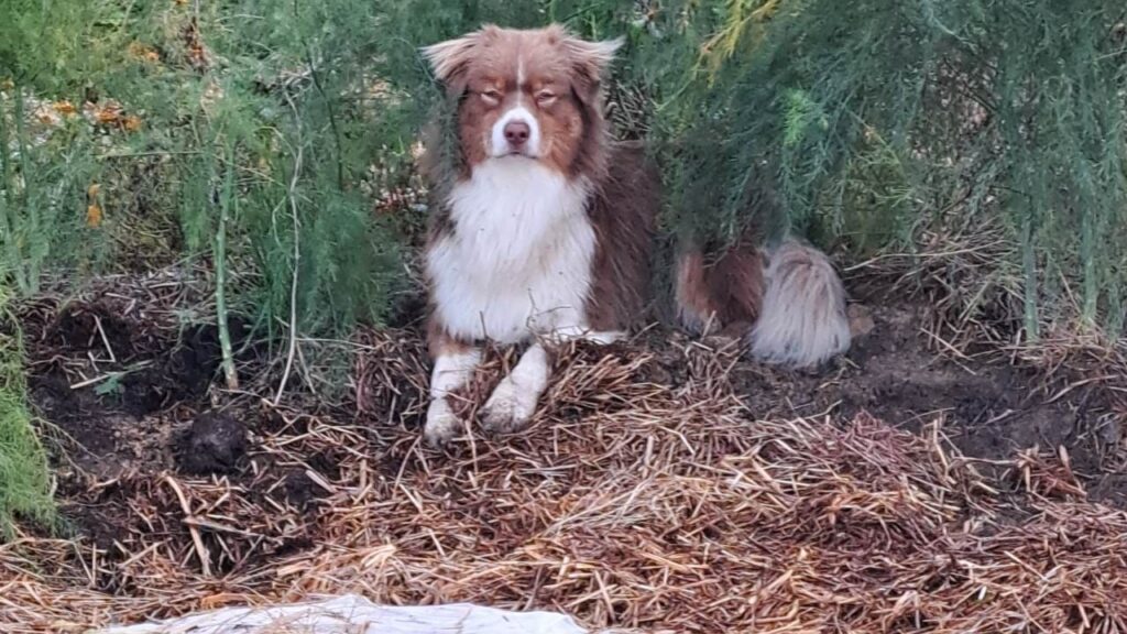 lors de la pension canine familiale, pause à l'ombre pour Sammy