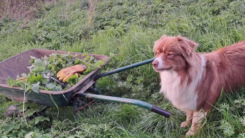 lors de la pension canine familiale, séance jardinage pour Sammy