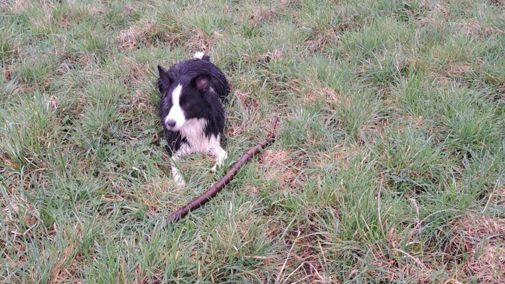 sortie de chiens aux environs d'Orvanne, Snow gagne le bâton et se roule-1