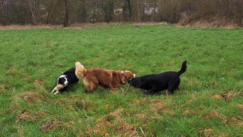 ballade de chiens aux environs d'Orvanne, le jeu continue, Snow troupote -4