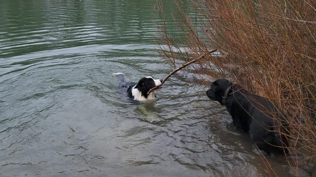 promenade canine aux environs d'Orvanne, ma Prune va voler le bâton