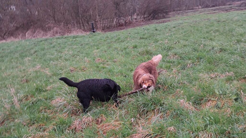 sortie de chiens aux environs d'Orvanne, Snow troupote -2