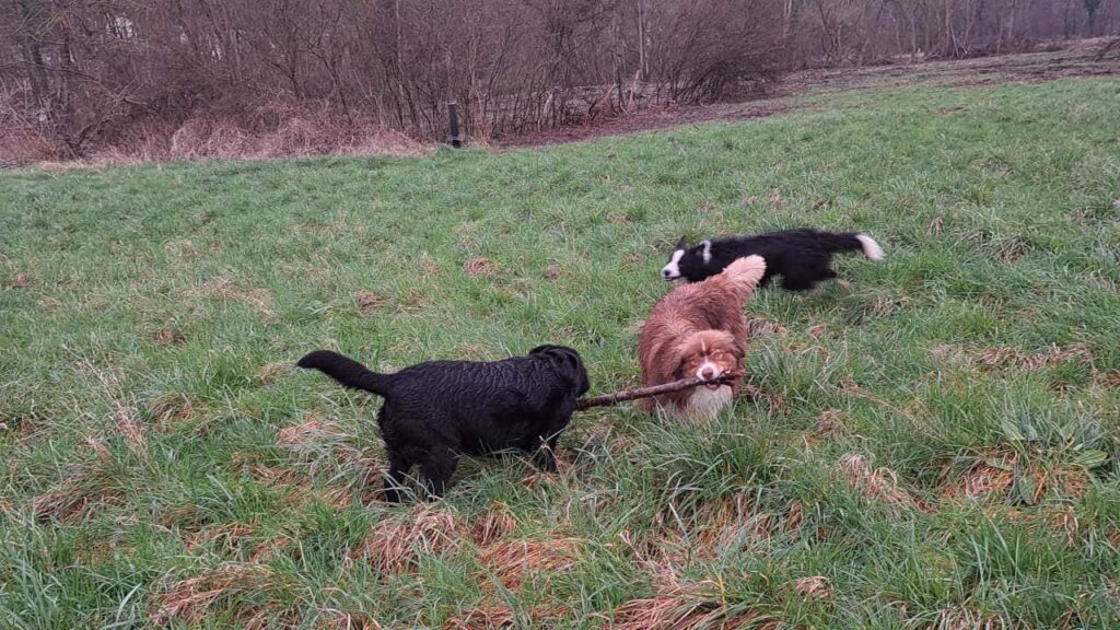 ballade de chiens aux environs d'Orvanne, Snow troupote -3