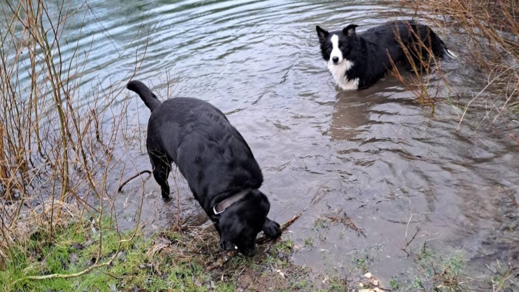 sortie de chiens aux environs d'Orvanne, les pattes dans l'eau, mais on se baigne quand même-1