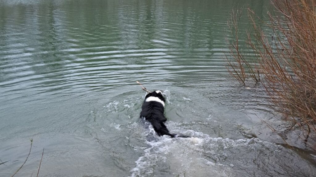 sortie de chiens aux environs d'Orvanne, les pattes dans l'eau, mais on se baigne quand même-2