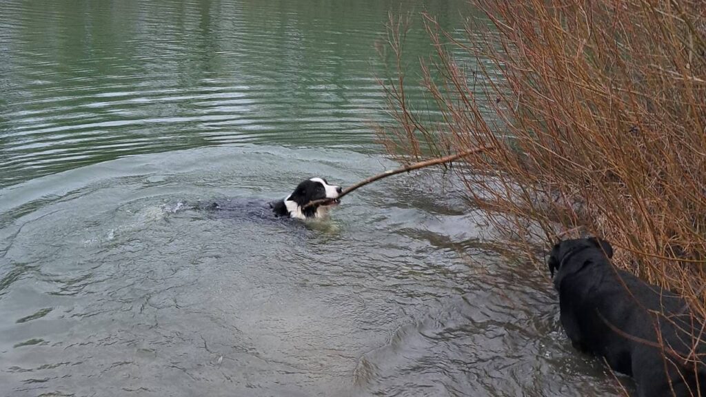 sortie de chiens aux environs d'Orvanne, les pattes dans l'eau, mais on se baigne quand même-3