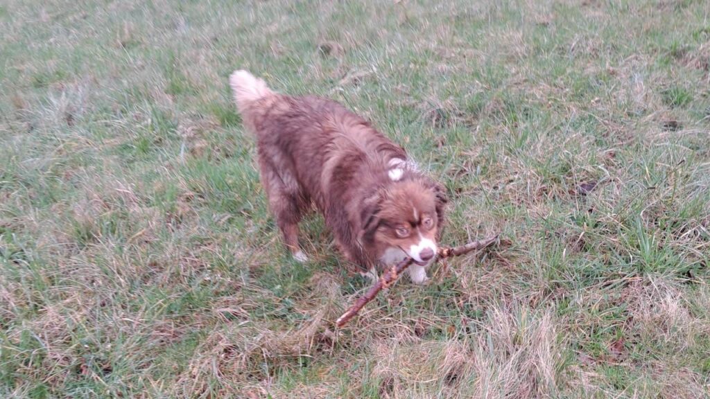 ballade de chiens aux environs d'Orvanne, Sammy gagne le bâton à son tour-3