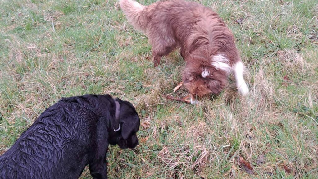 sortie de chiens aux environs d'Orvanne, Sammy gagne le bâton à son tour-4