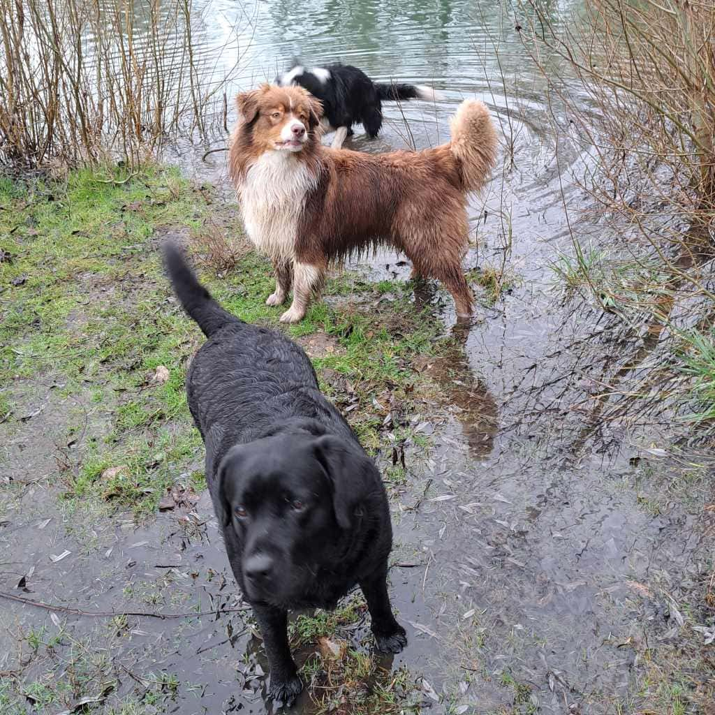 Lire la suite à propos de l’article ballade de chiens au bord du Loing et de l’Orvanne, les pattes dans l’eau