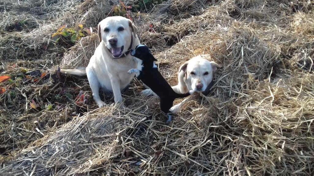 lors de la pension canine familiale, pause dans la paille pour Elie