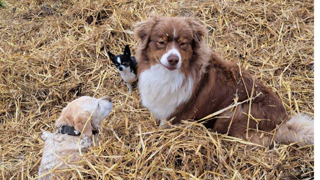 lors de la pension canine familiale, pause dans la paille pour Sammy