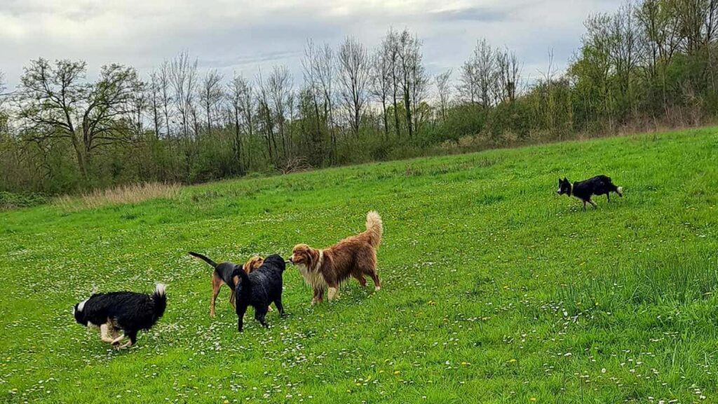 pendant son séjour à la pension canine familiale Orvanne, Ulysse et Snow troupotent autour de Sammy et Prune pour un bâton -1