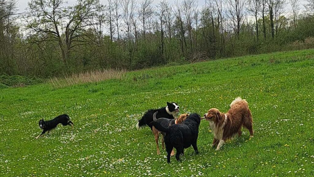 pendant son séjour à la pension canine familiale Orvanne, Ulysse et Snow troupotent autour de Sammy et Prune pour un bâton -2