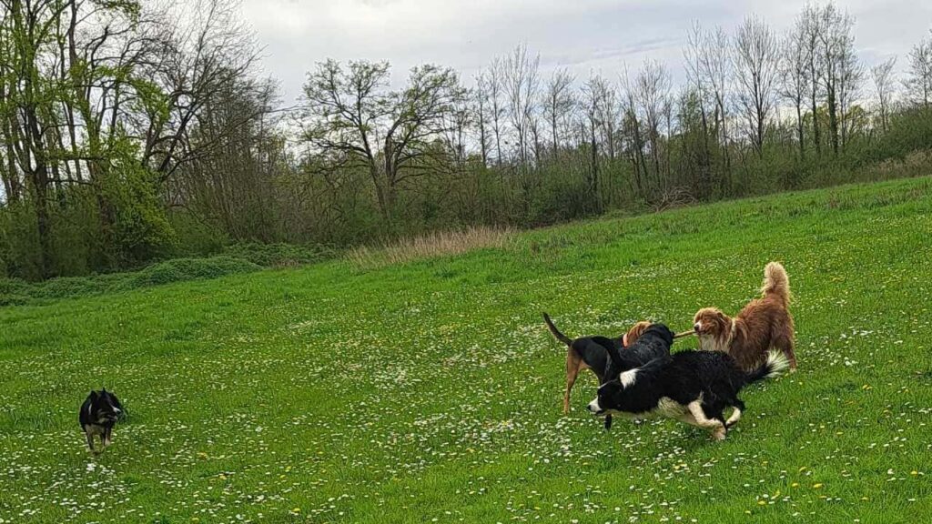 pendant son séjour à la pension canine familiale Orvanne, Ulysse et Snow troupotent autour de Sammy et Prune pour un bâton -3