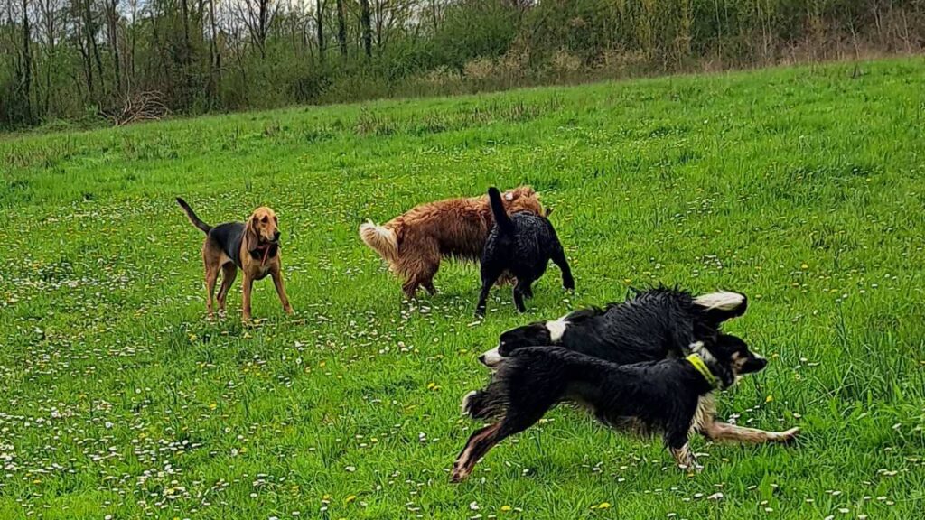 pendant son séjour à la pension canine familiale Orvanne, Ulysse et Snow troupotent autour de Sammy et Prune pour un bâton -5