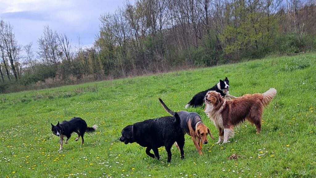 pendant son séjour à la pension canine familiale Orvanne, Ulysse et Snow troupotent autour de Sammy et Prune pour un bâton -6