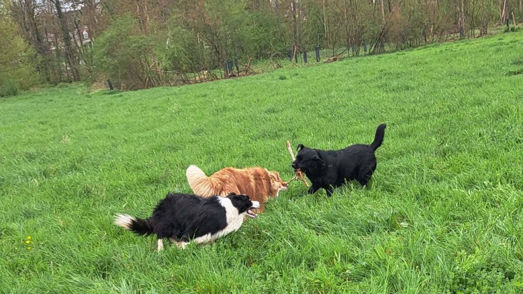 jeu de la pension canine d'Orvanne, Ulysse et Snow troupotent autour de Sammy et Prune pour un bâton -1