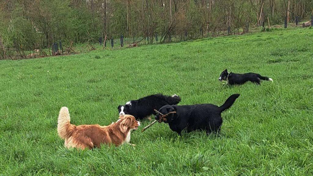 à la pension canine familiale d'Orvanne, Ulysse et Snow troupotent autour de Sammy et Prune pour un bâton -2